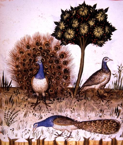 Fol.70r मोर, 'टैकुइनम सैंटियाटिस कोडेक्स विंडोबोनेंसिस' (वेल्लम) से चित्रण द्वारा इतालवी स्कूल