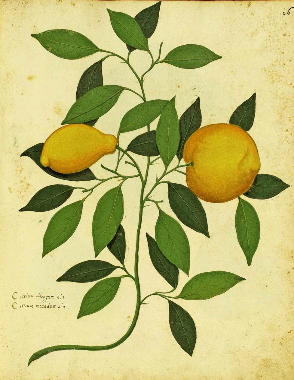 एलिससे एल्ड्रोवंडी (1522 - 1605) द्वारा इटैलियन हीरलूम लेमन को पिएंटे फियोरी फ्रूटी (हाथ से रंगा हुआ उत्कीर्णन) में प्रकाशित किया गया। द्वारा इतालवी स्कूल
