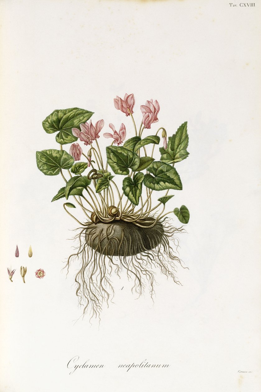 आइवी-त्यागा सिक्लेमेन - Cyclamen नियपोलिटन, 1811-1838 द्वारा इतालवी स्कूल