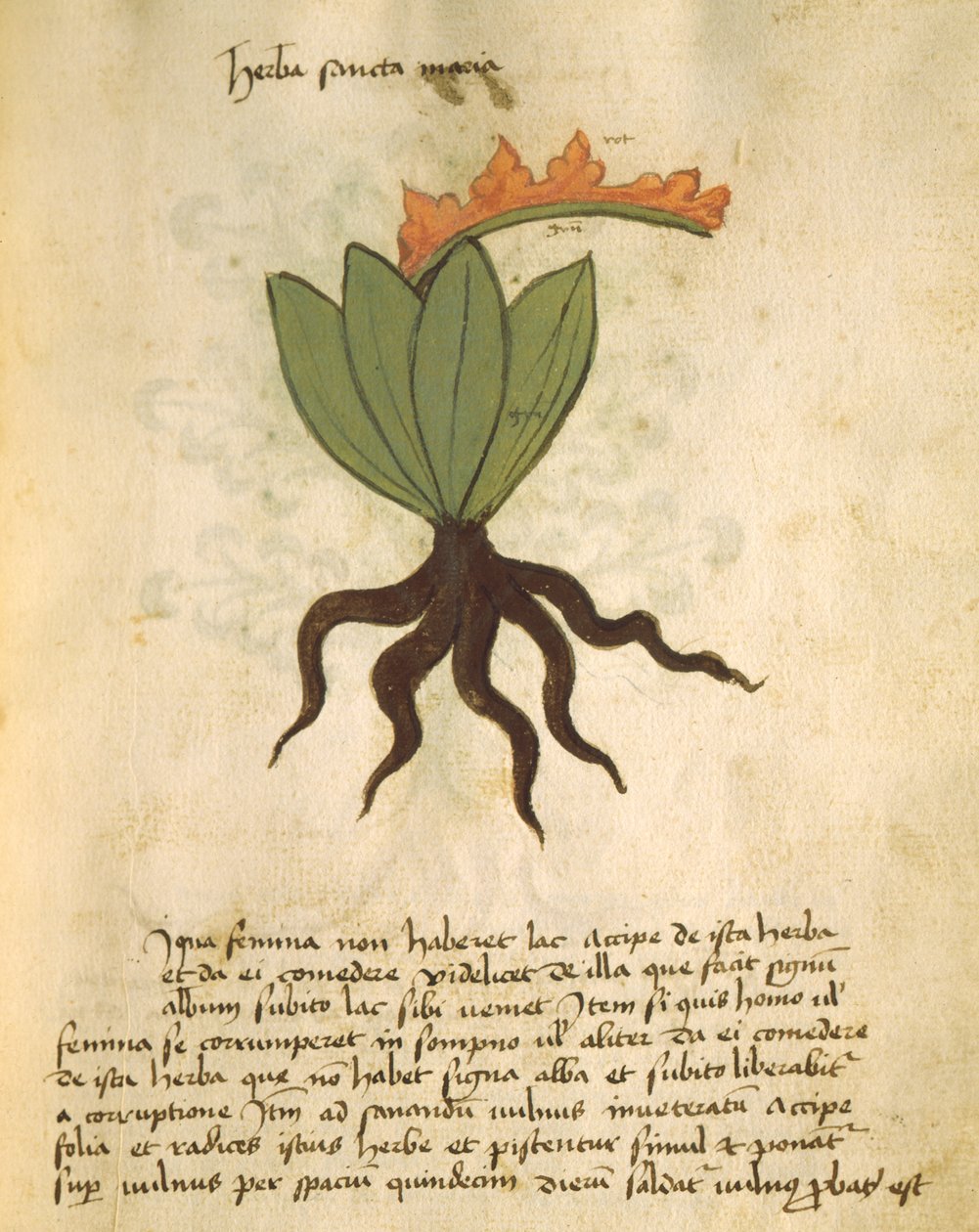 सुश्री 320 1000 fol.28 संयंत्र सांता मारिया, एक साथ लिबर Herbarius से Orgione Rizzardo द्वारा आवेदन पत्र को पूरा करने के लिए कारणों के साथ द्वारा इतालवी स्कूल