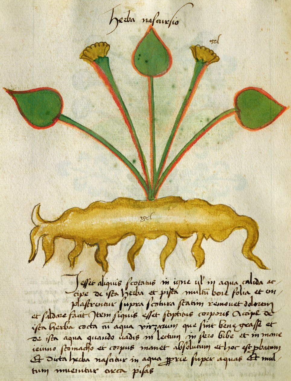 सुश्री 320 Fol.29v Herba Nastrusio 1000, &39;Herbarius दवाओं बनाने के अपने तरीकों के साथ एक साथ से "Orgione Rizzardo द्वारा द्वारा इतालवी स्कूल