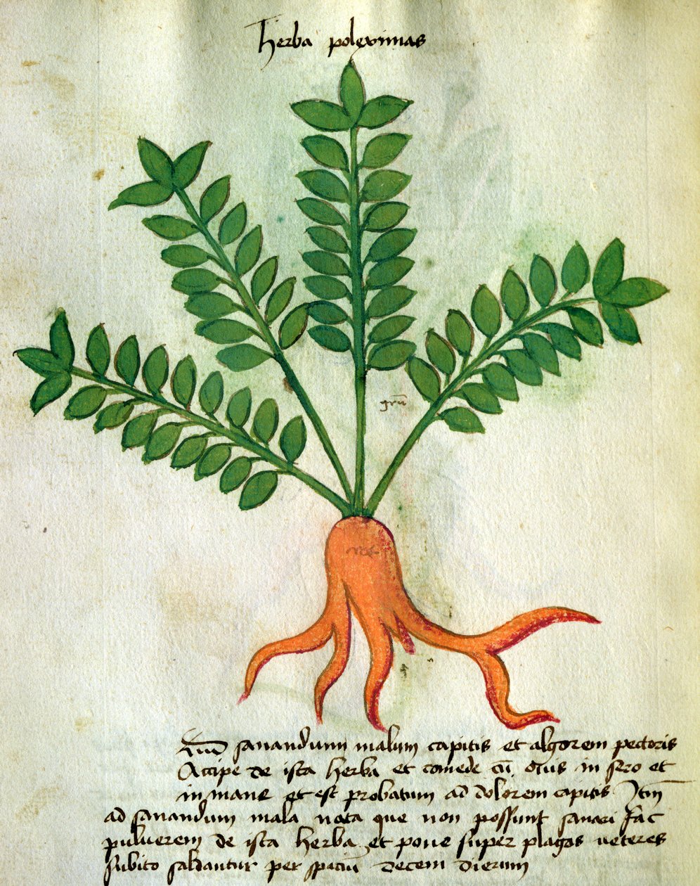 सुश्री 320 1000 Fol.31 Herba Poleximas, &39;Orgione Rizzardo द्वारा दवाओं बनाने के अपने तरीकों के साथ एक साथ Herbarius "(चर्मपत्र) से द्वारा इतालवी स्कूल