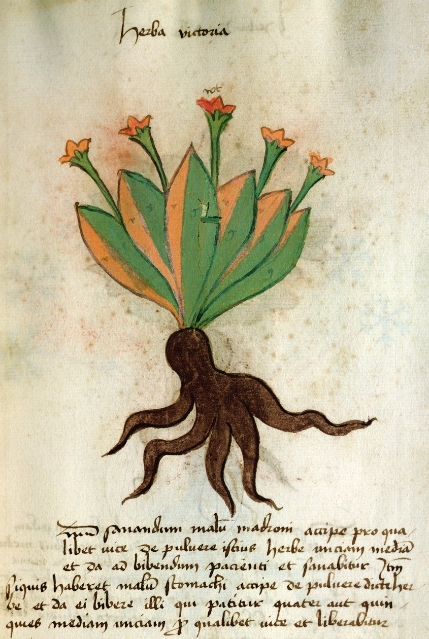 सुश्री 320 1000 Fol.34r Herba विक्टोरिया, &39;Orgione Rizzardo द्वारा दवाओं बनाने के अपने तरीकों के साथ एक साथ Herbarius "से द्वारा इतालवी स्कूल