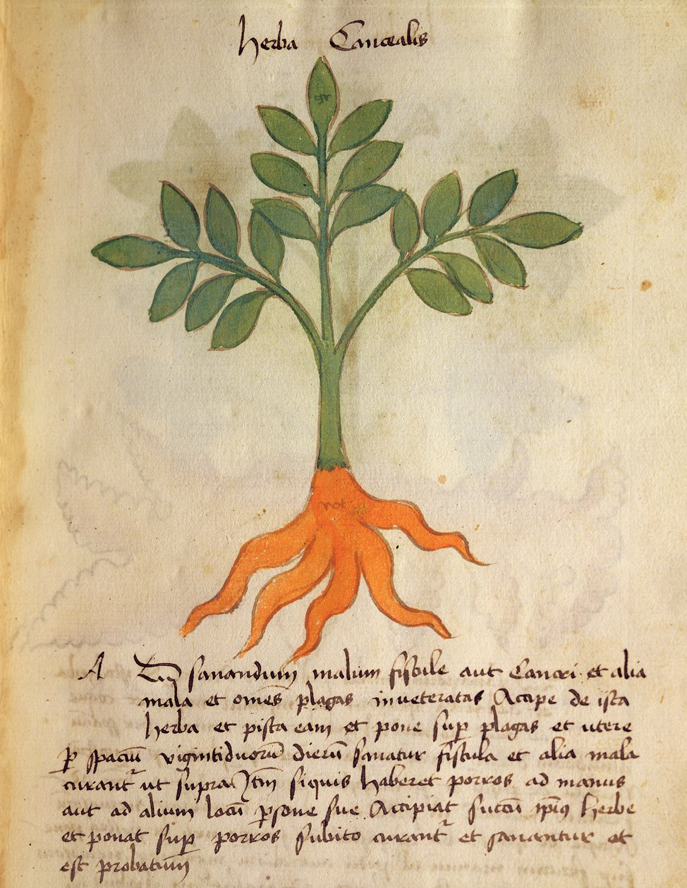 सुश्री 320 1000 fol.14r संयंत्र Cancealis, &39;Herbarius दवाओं बनाने के अपने तरीकों के साथ एक साथ "Orgione Rizzardo द्वारा से द्वारा इतालवी स्कूल