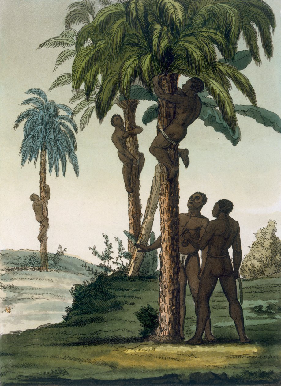 मूल निवासी अपने कूल्हों, 1820s30s के आसपास स्लिंग हाल्ट का उपयोग करके हथेलियों पर चढ़ते हैं द्वारा इतालवी स्कूल