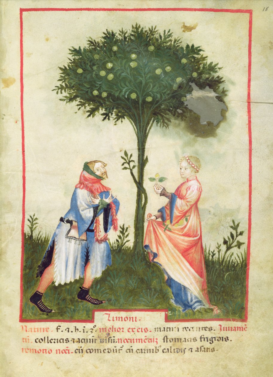 Nouy ACQ अक्षांश 1673 fol.18 कटाई लेमंस, Tacuinum से स्वस्थ, c.1390-1400 द्वारा इतालवी स्कूल