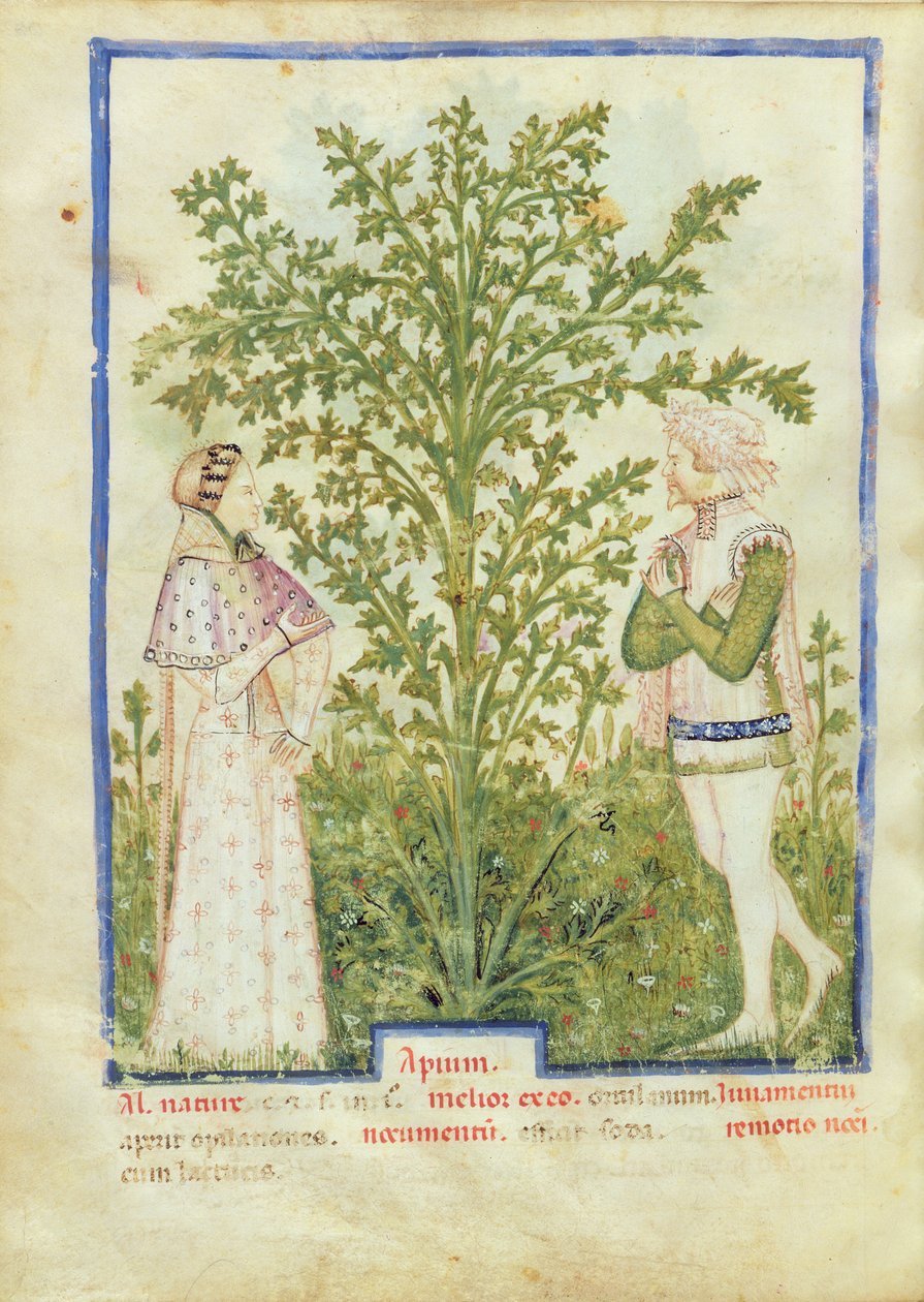 Nouy ACQ अक्षांश 1673 अजवाइन fol.28v, Tacuinum स्वस्थ, c.1390-1400 से द्वारा इतालवी स्कूल