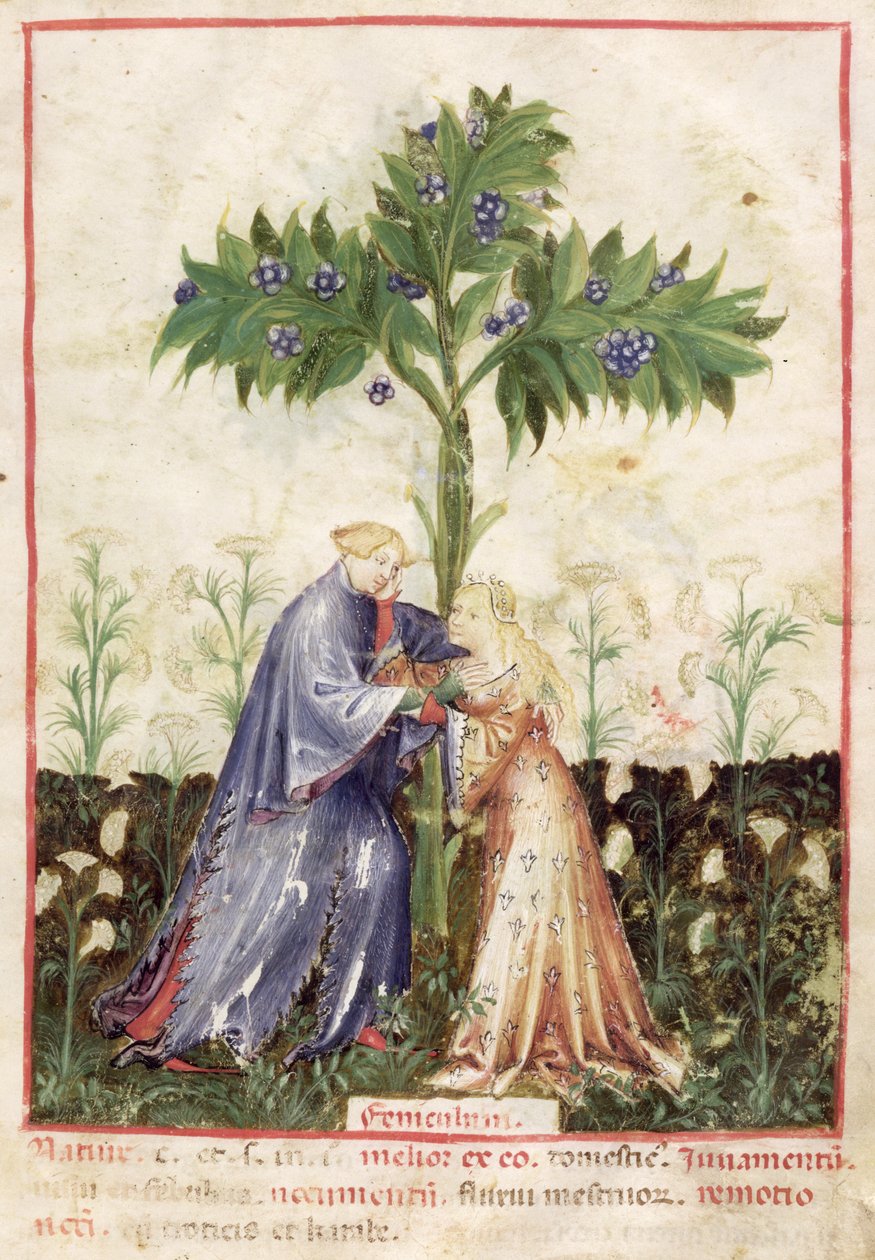 Nouy ACQ अक्षांश 1673 Fennel fol.41, Tacuinum स्वस्थ, c.1390-1400 से द्वारा इतालवी स्कूल