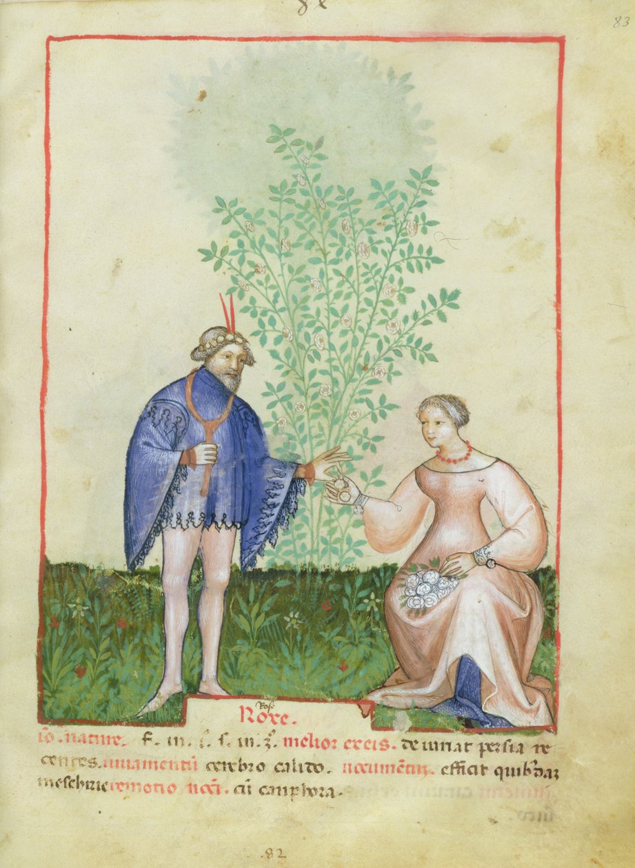 Nouy ACQ अक्षांश 1673 fol.83 गुलाब, Tacuinum स्वस्थ, c.1390-1400 से द्वारा इतालवी स्कूल