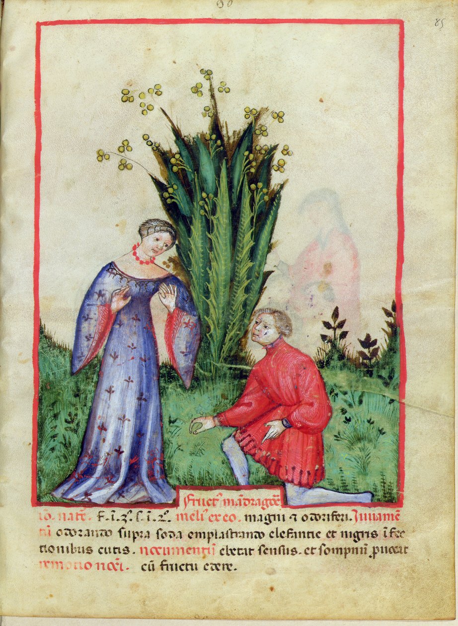 Nouy ACQ अक्षांश 1673 विषैला पौधा का फल fol.85, Tacuinum स्वस्थ, c.1390-1400 से द्वारा इतालवी स्कूल