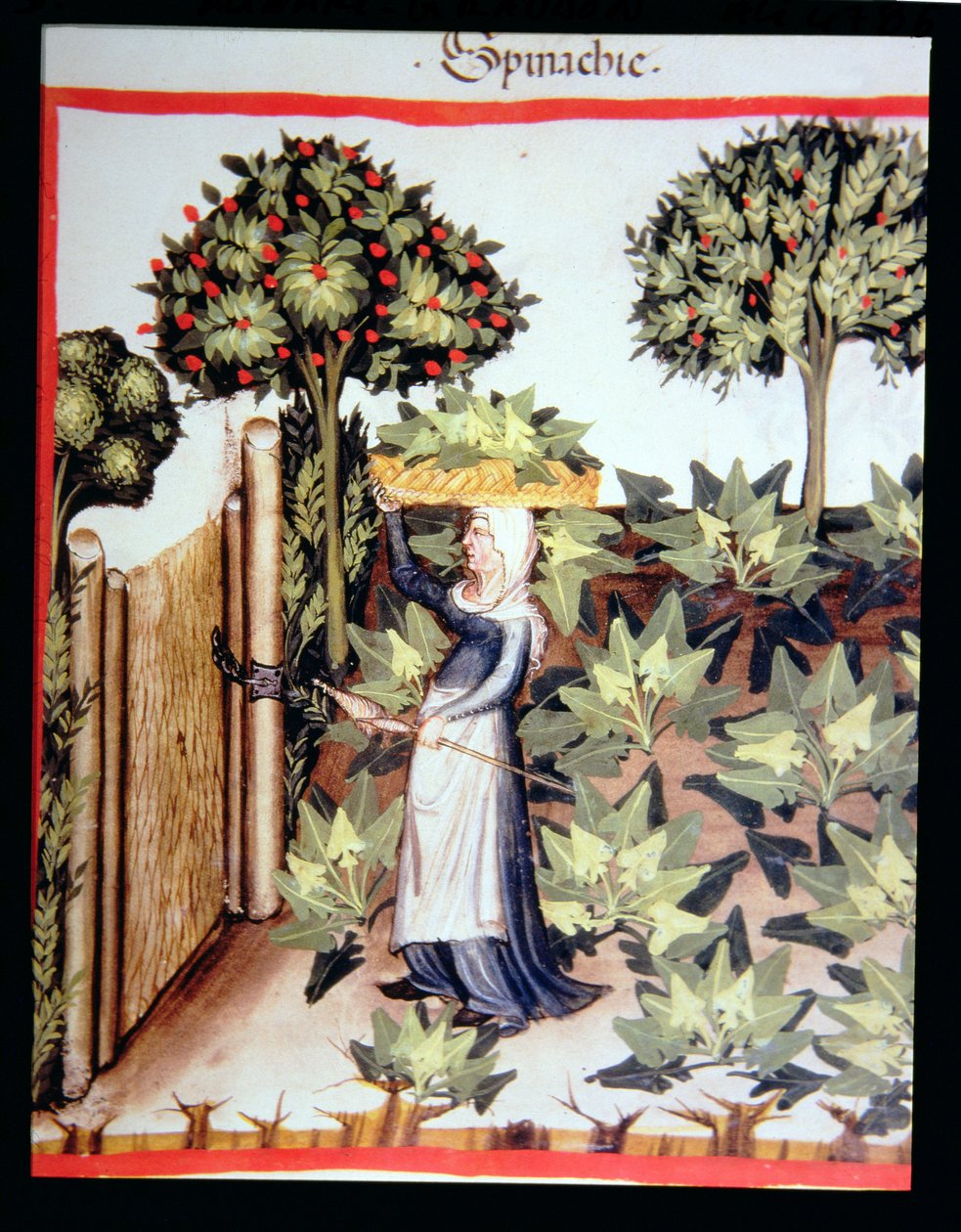 नई 2644 फसल काटने वाले पालक, Tacuinum स्वस्थ कोडेक्स से f.27r द्वारा इतालवी स्कूल