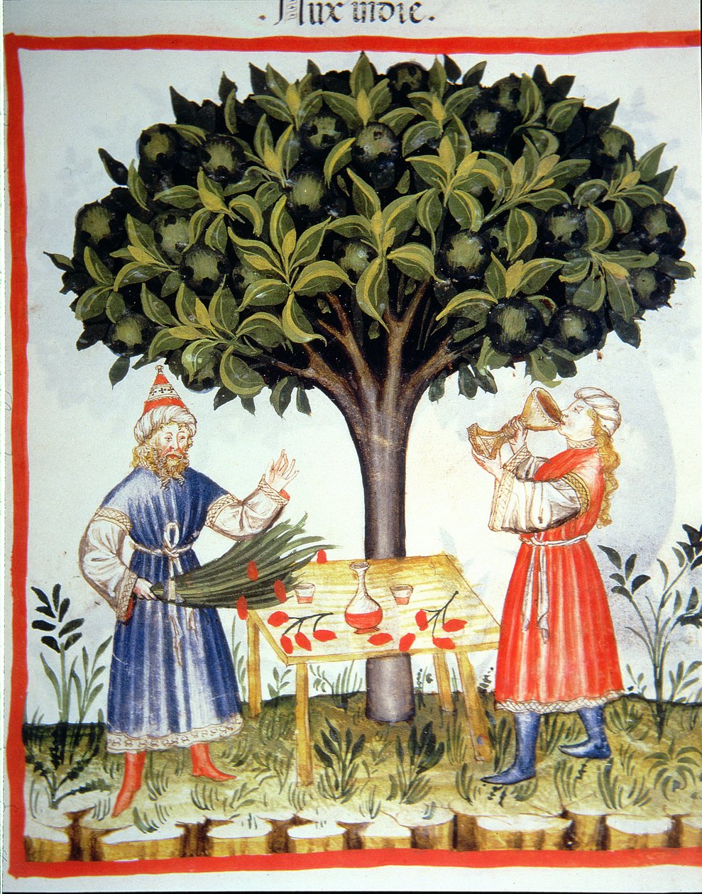 ताजा fol.14r 2644 जायफल, स्वस्थ Tacuinum से एकत्र की जा रही द्वारा इतालवी स्कूल