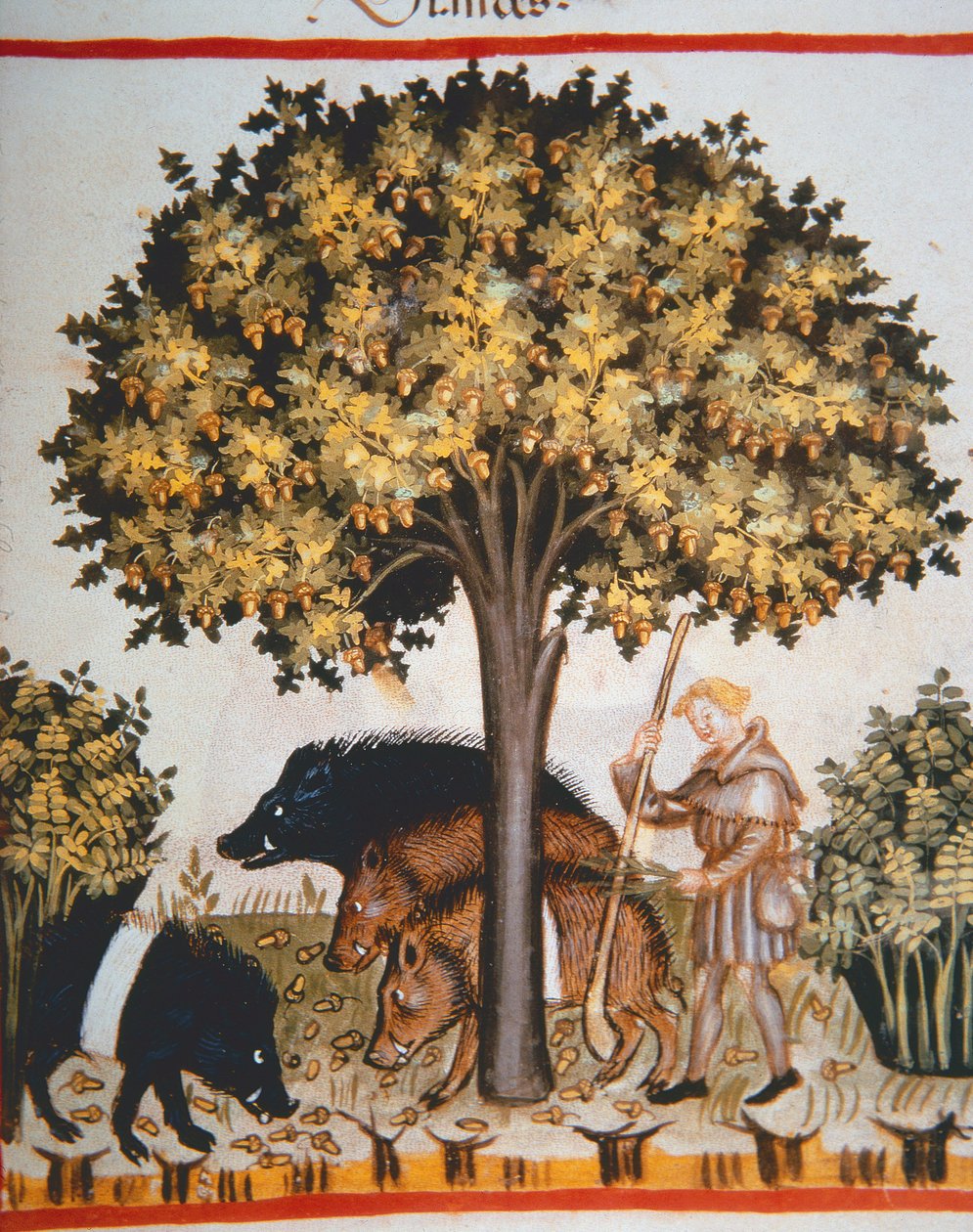 नई 2644 fol.15r कटाई शाहबलूत, Tacuinum स्वस्थ कोडेक्स से द्वारा इतालवी स्कूल