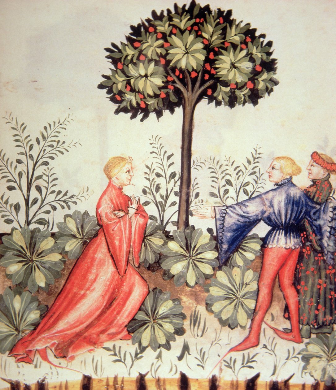 नई 2644 फसल काटने वाले सरसों, स्वस्थ Tacuinum से fol.24r द्वारा इतालवी स्कूल