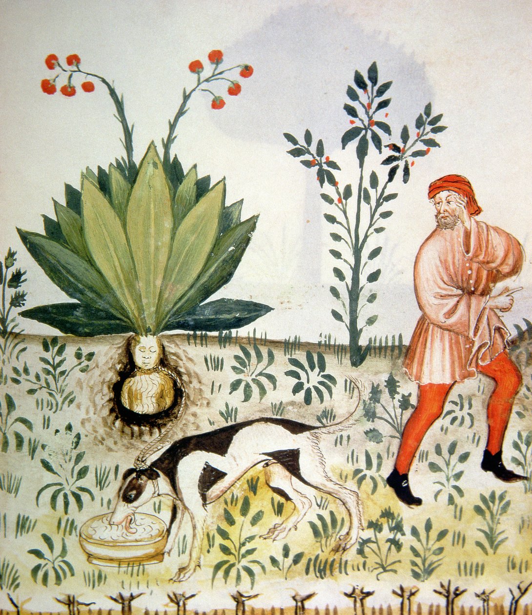 नई 2644 fol.40r विषैला पौधा, स्वस्थ Tacuinum से द्वारा इतालवी स्कूल