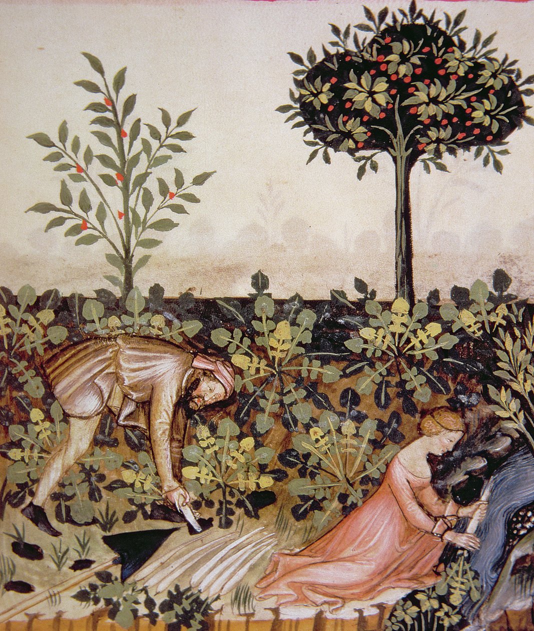 ताजा सहिजन और fol.52r 2644, Tacuinum स्वस्थ कोडेक्स से कटाई द्वारा इतालवी स्कूल