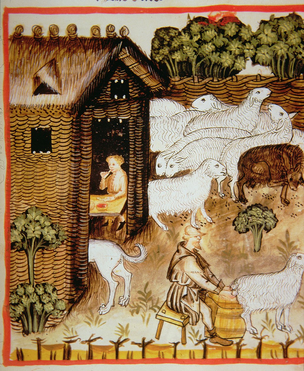 भेड़ खेती 2644 स्वस्थ Tacuinum से ताजा, मीठा दूध fol.59r द्वारा इतालवी स्कूल