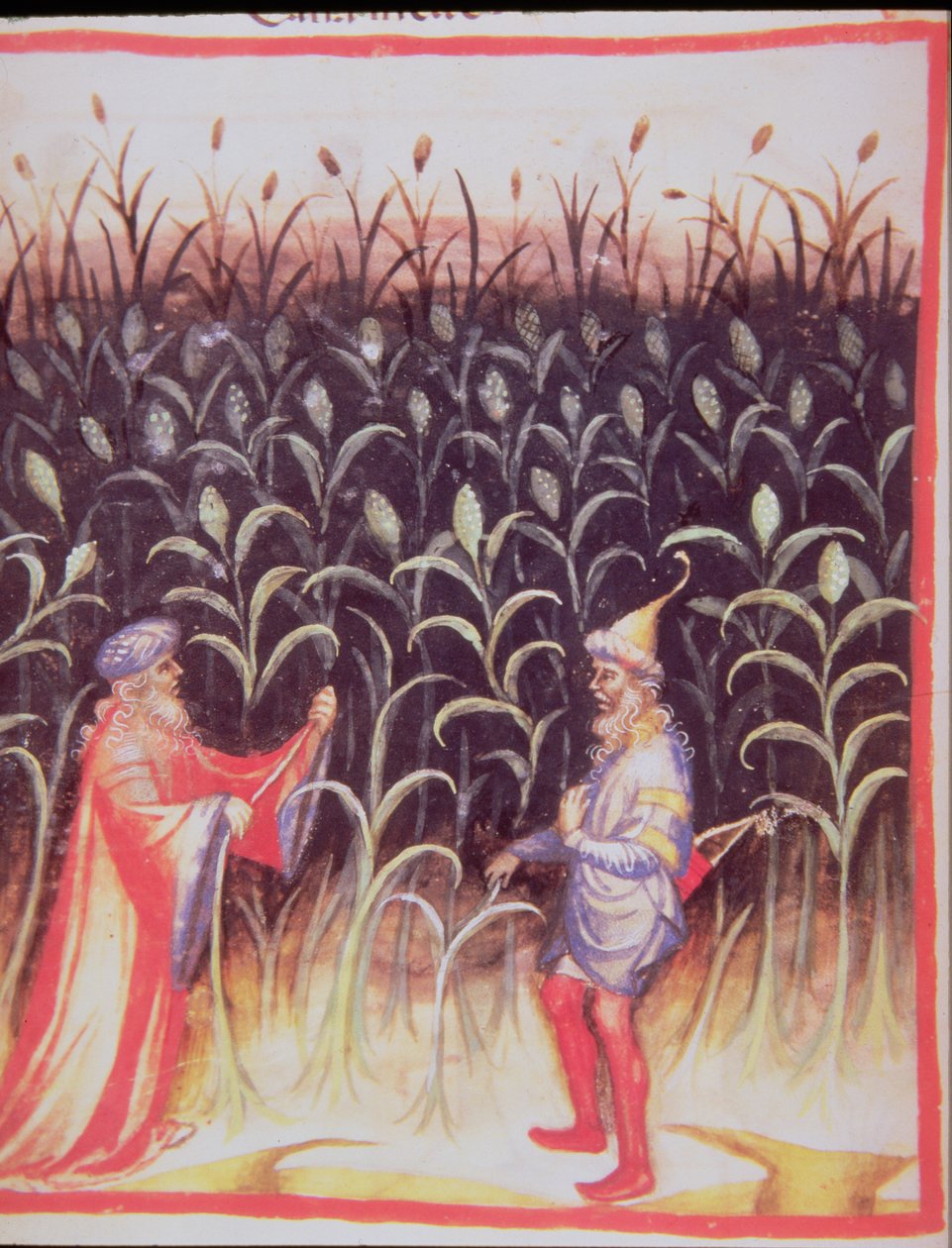 नई 2644 गन्ना की खेती fol.92v, स्वस्थ Tacuinum से द्वारा इतालवी स्कूल