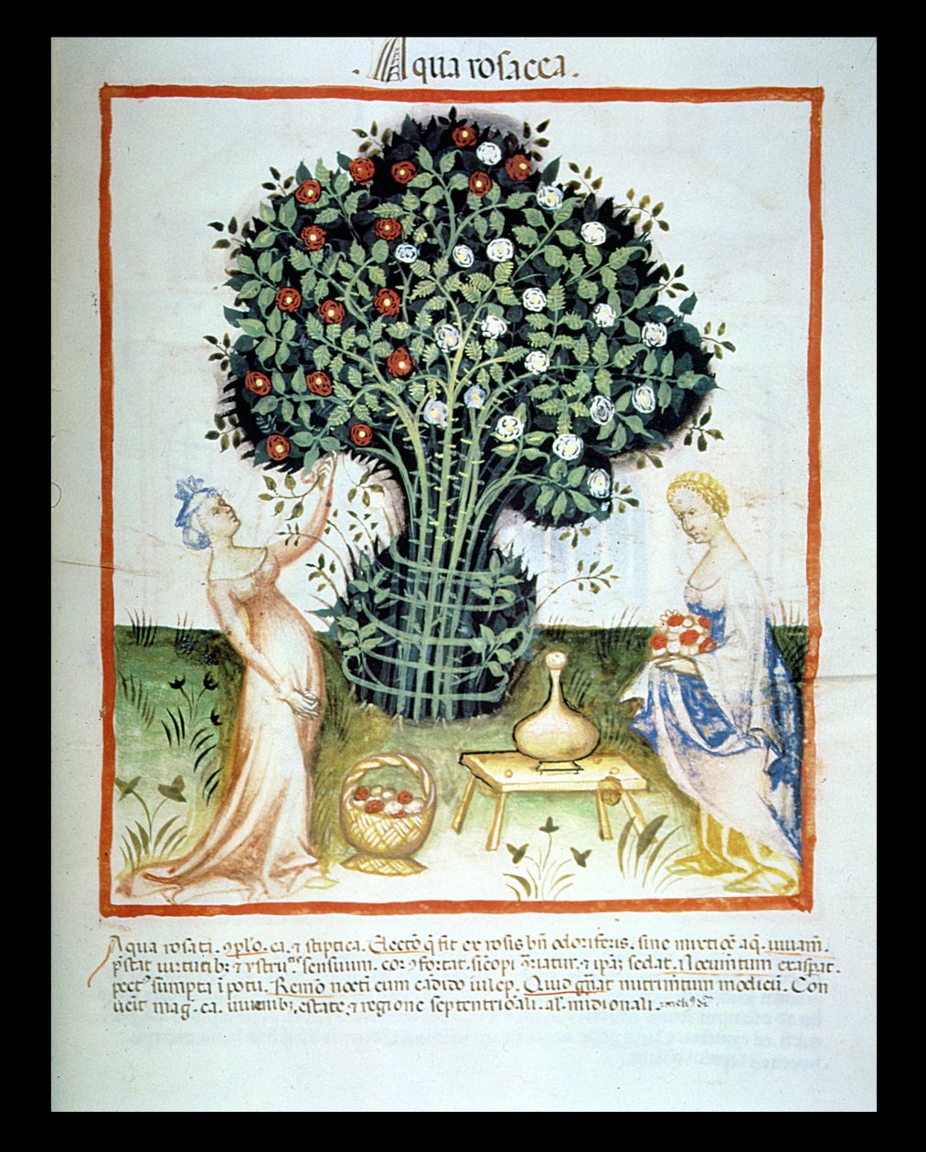 2644 गुलाब ताजा पानी fol.93r, Tacuinum स्वस्थ कोडेक्स से द्वारा इतालवी स्कूल