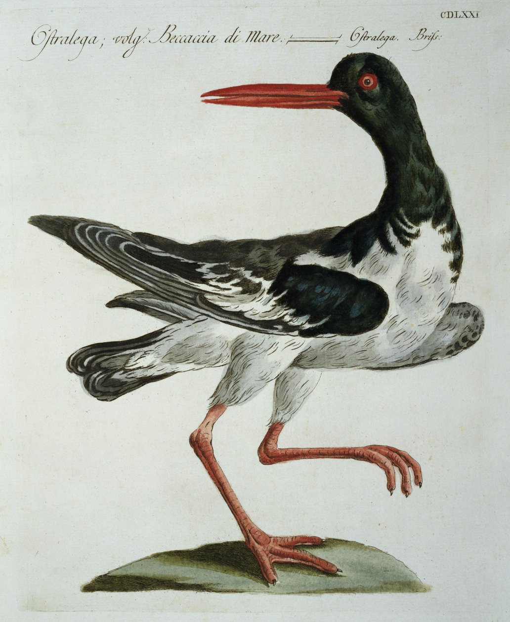 सीप पकड़ने वाला, c.1767-76 (हाथ के रंगीन उत्कीर्णन) द्वारा इतालवी स्कूल