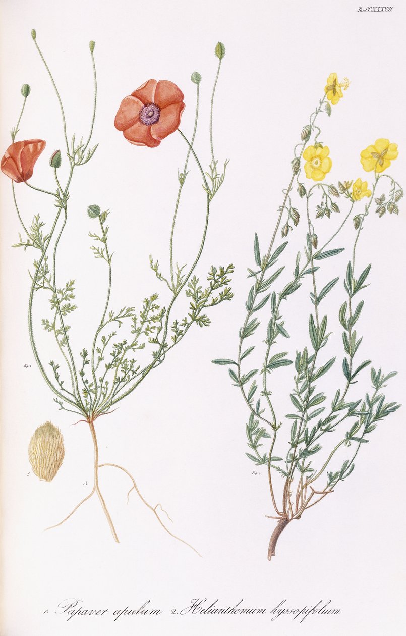 पापावर अपुलम और हेलियंटहेम ह्य्ससोपिफोलम, 1811-1838 द्वारा इतालवी स्कूल