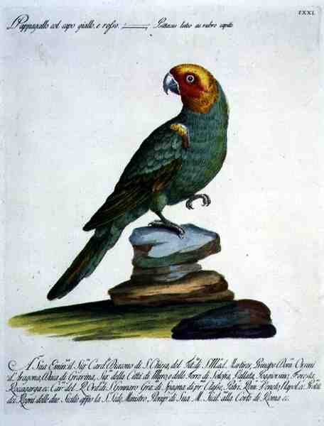 तोता, c.1767-76 (हाथ के रंग का उत्कीर्णन) द्वारा इतालवी स्कूल