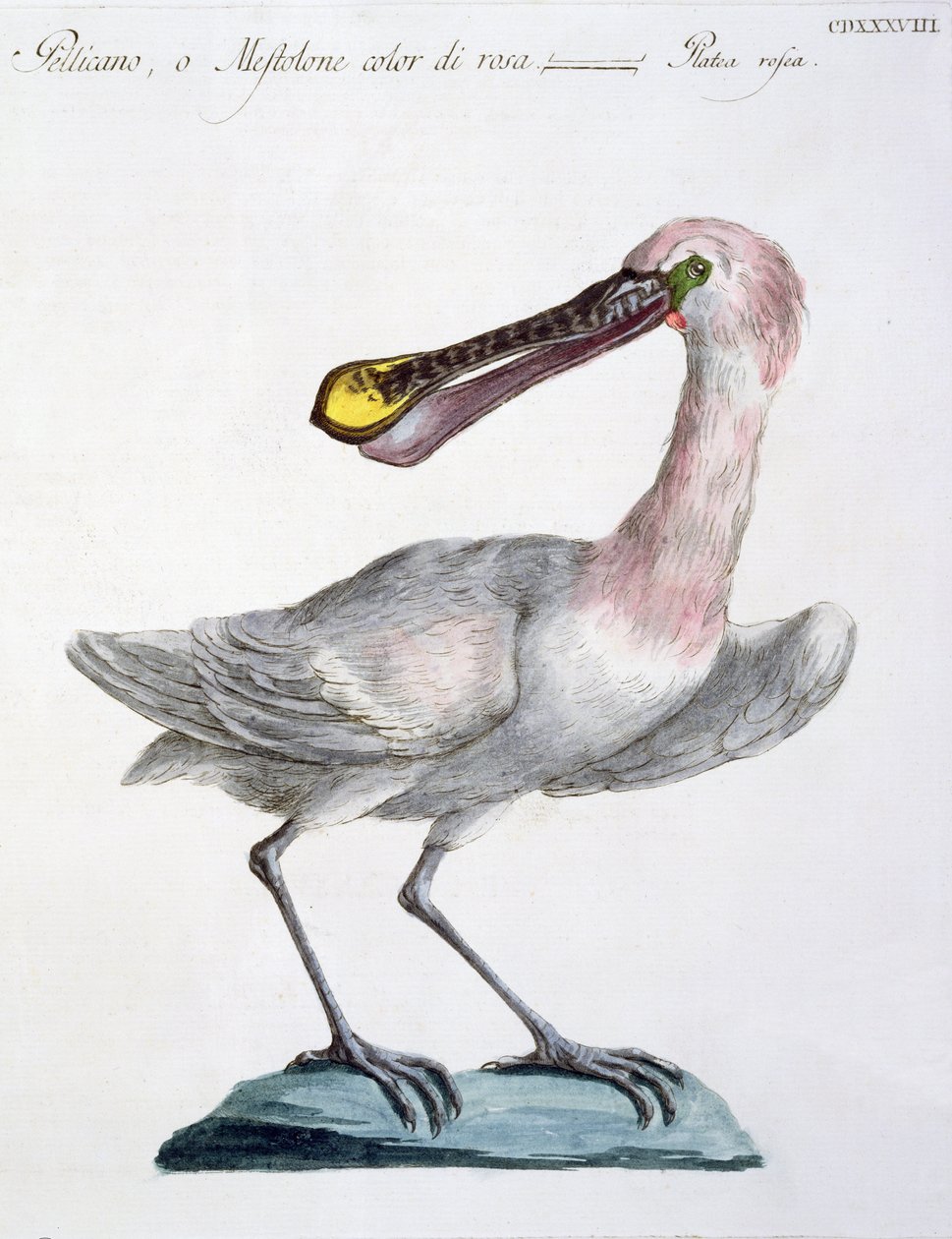 पेलिकन, c.1767-76 (हाथ के रंगीन उत्कीर्णन) द्वारा इतालवी स्कूल