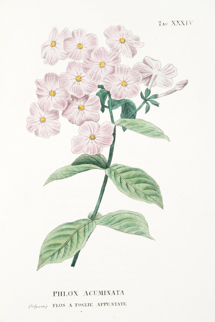 Phlox Acuminata, प्लेट XXXIV, एल "एंटिसाइटिया ओसिया ला कोल्टीवाज़िओन डे" फियोरी से एंटोनियो पिकाकोली, पब .1834 द्वारा इतालवी स्कूल