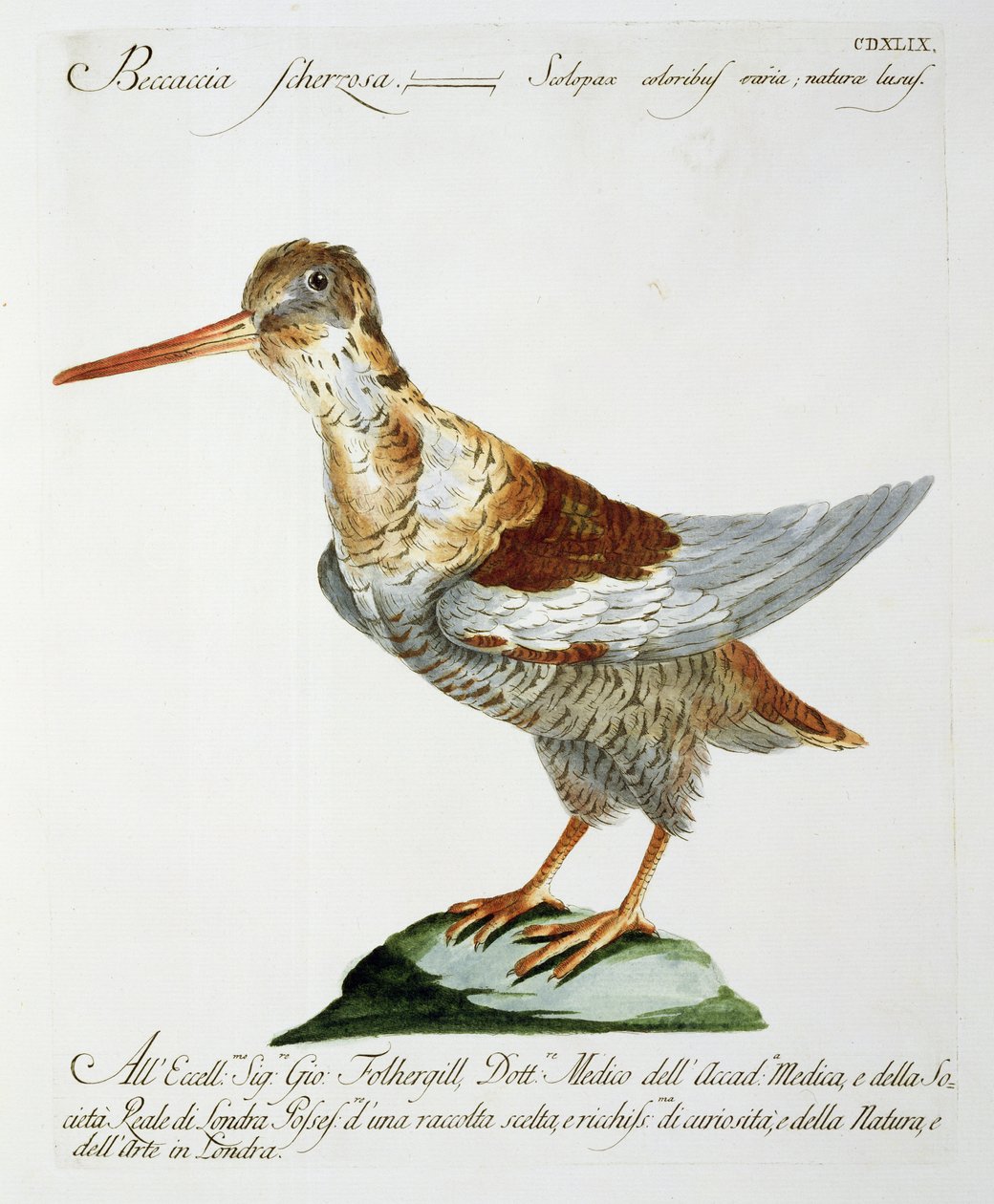 स्निप, c.1767-76 (हाथ के रंग की नक्काशी) द्वारा इतालवी स्कूल