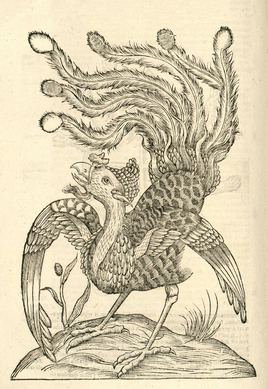 1642 के एल्डरोवैंडिस हिस्ट्री ऑफ़ गैलोज़ से गैलस इंडिकस औरिटस ट्रिडैक्टिलस का चित्रण द्वारा इतालवी स्कूल
