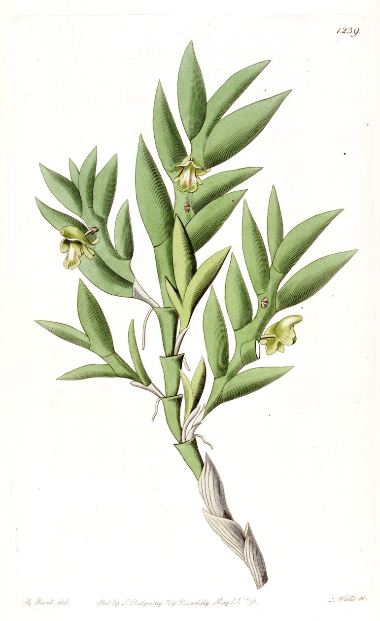 Apors खतरनाक या खतरनाक Cymbidium द्वारा जे. वत्स