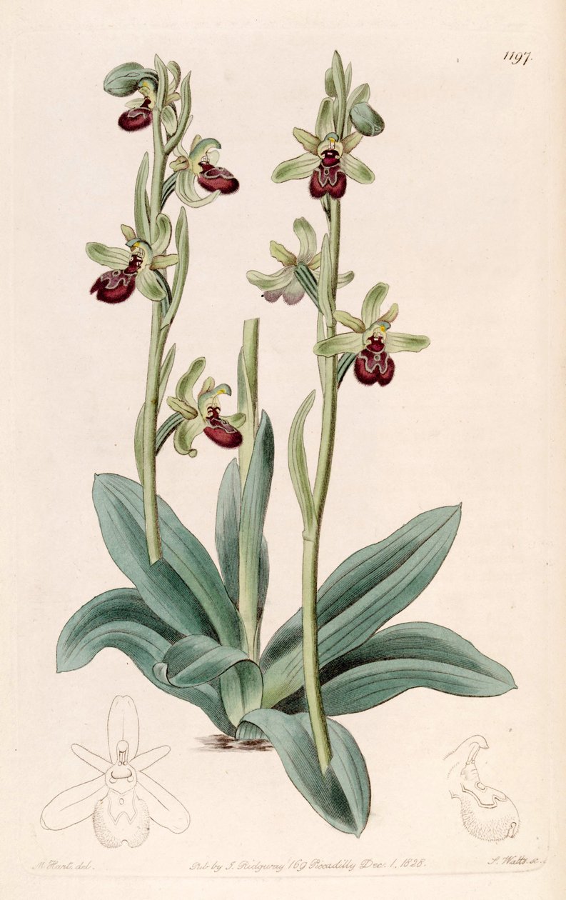 Ophrys sphegodes का चित्रण (समानार्थी। Ophrys aranifera, वर्तनी वर्तनी द्वारा जे. वत्स