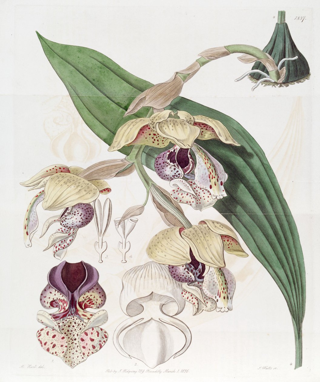 विशिष्ट Stanhopea द्वारा जे. वत्स