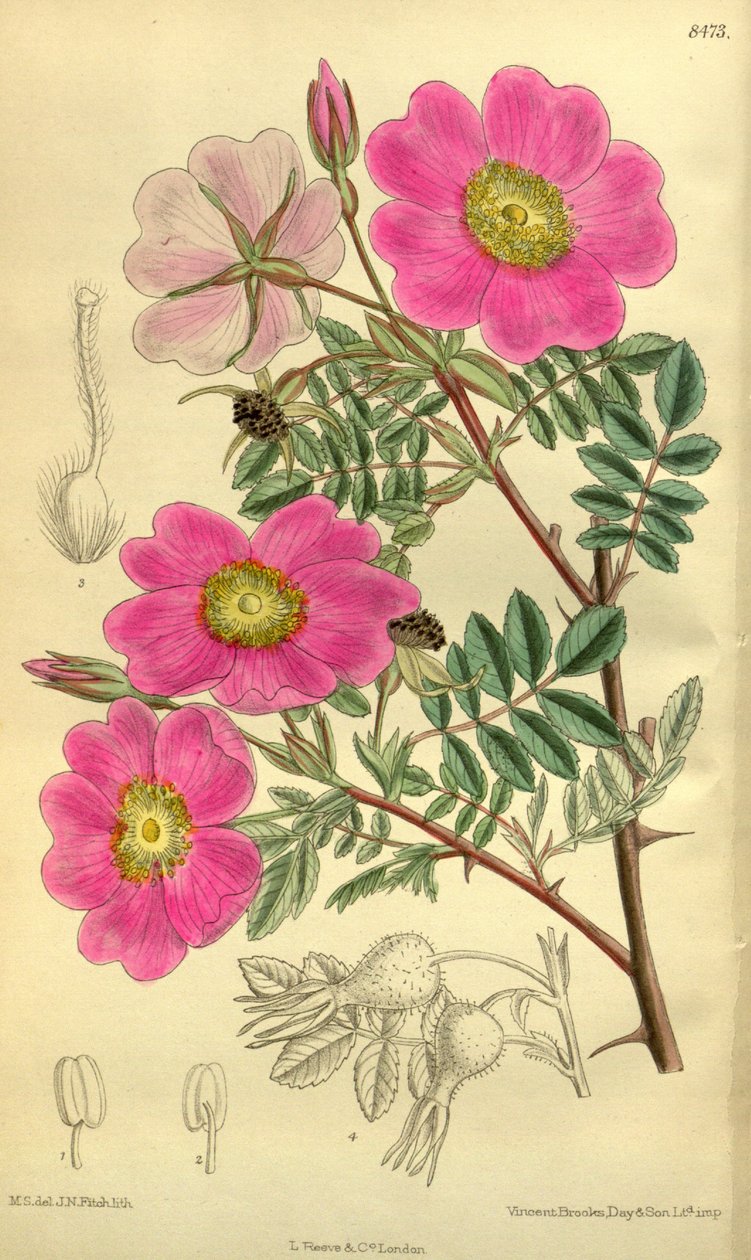 Rosa_sertata द्वारा जेएन फिच