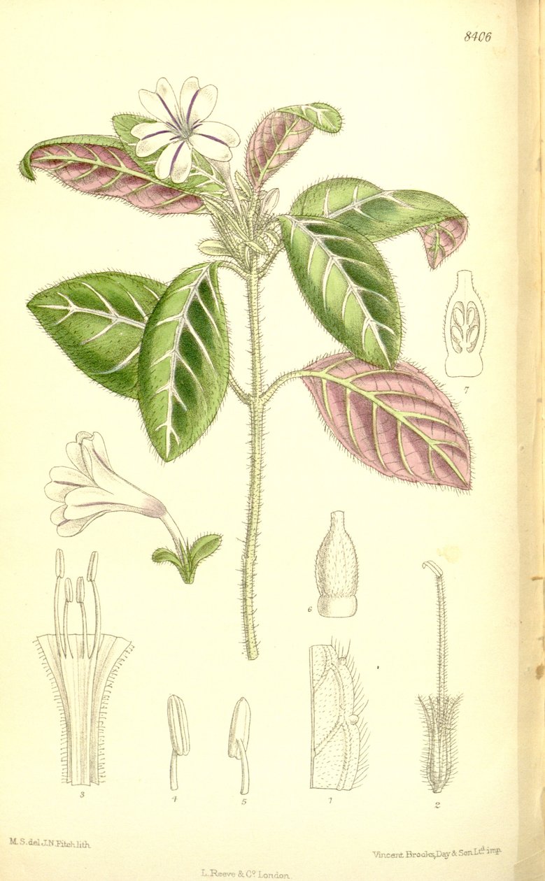 Acanthaceae द्वारा जेएन फिच