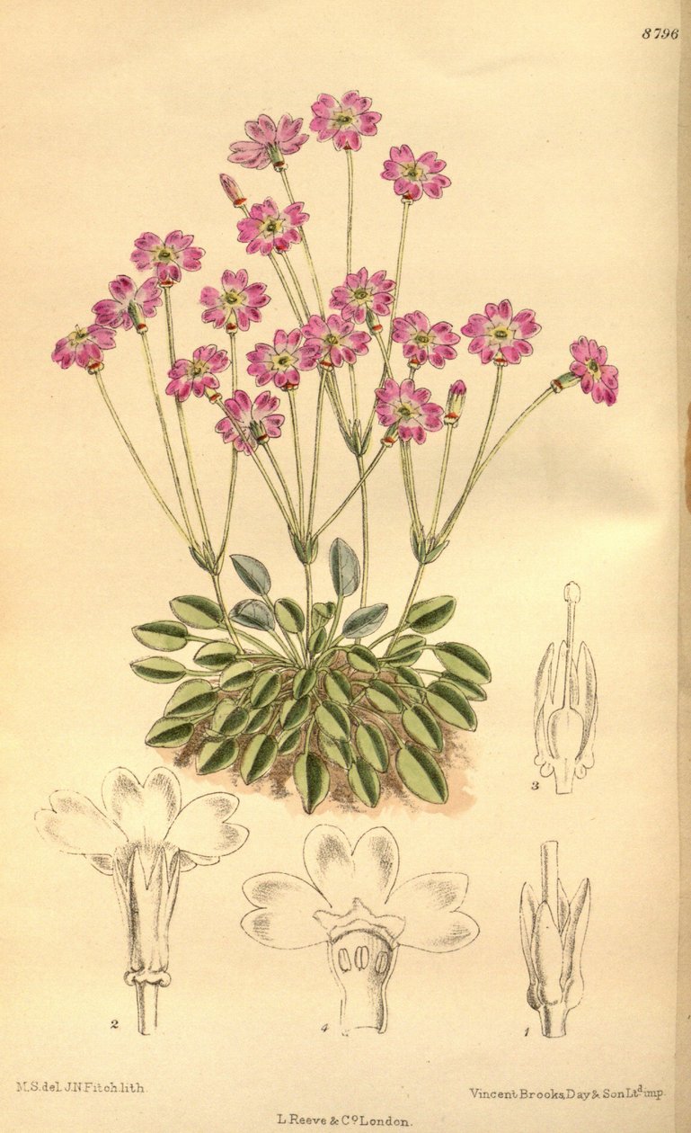 Tibelica डेज़ी, Primulaceae द्वारा जेएन फिच