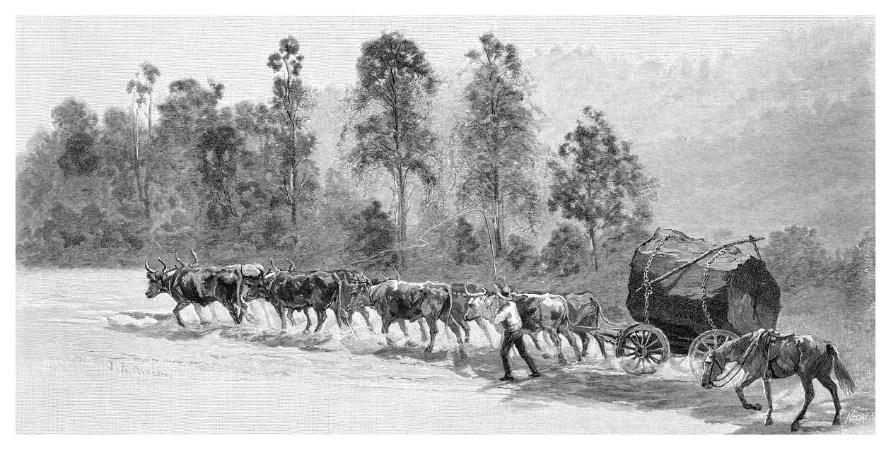 देवदार नदी पर देवदार, न्यू साउथ वेल्स, ऑस्ट्रेलिया, 1886। द्वारा जेआर एश्टन