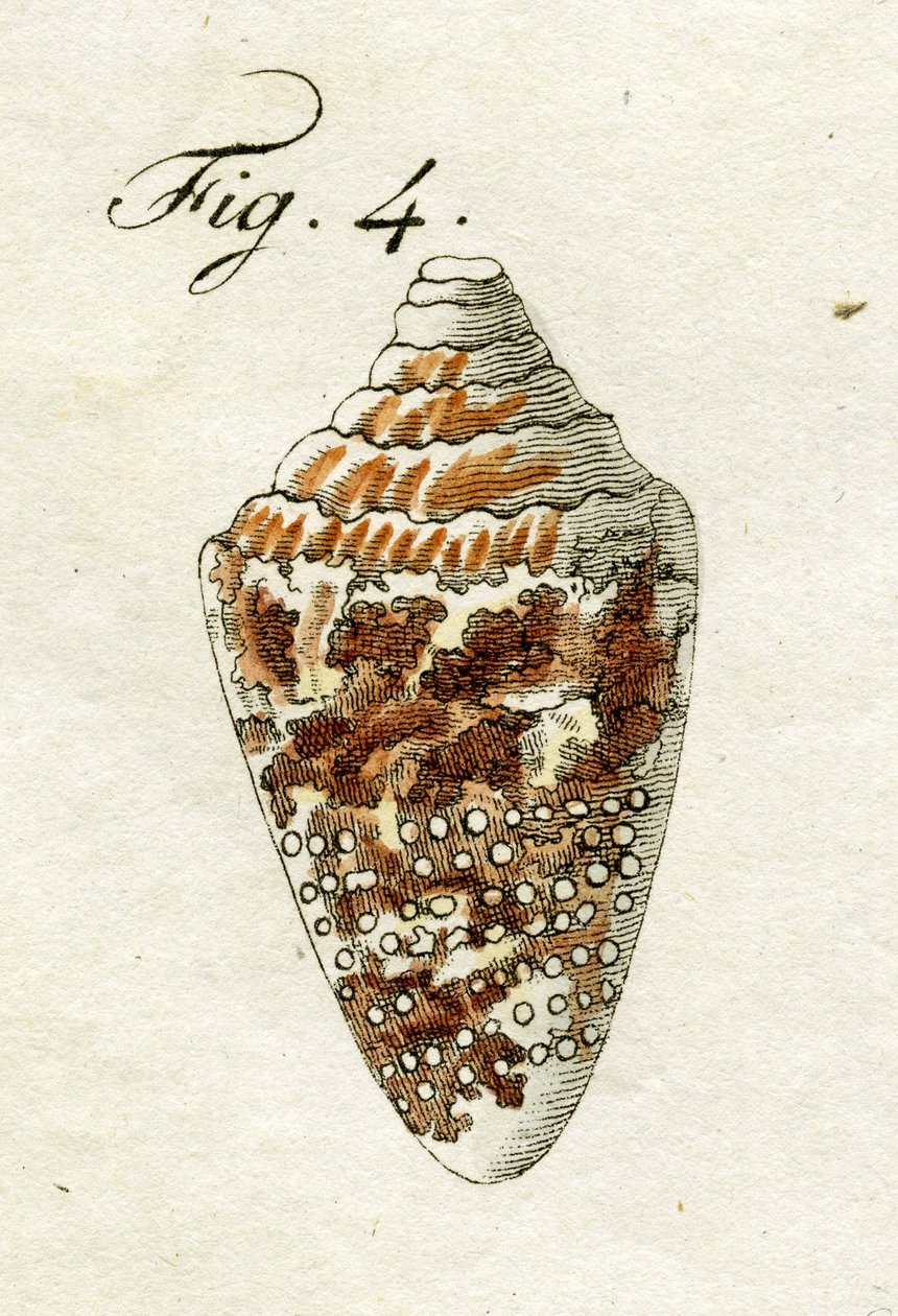 कॉनस एमिरालिस, 1790 का चित्र द्वारा 