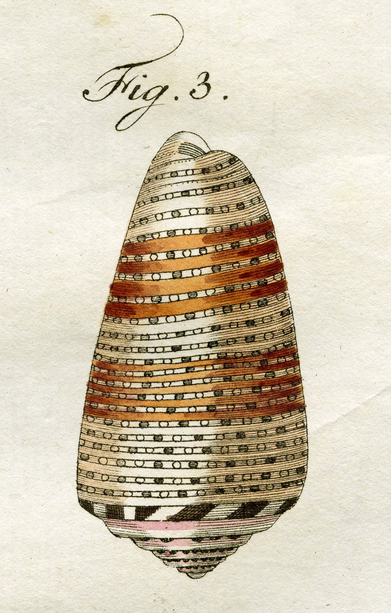 कॉनस एमिरालिस का चित्रण (उप-प्रजाति अरूसियाकस), 1790 (हाथ के रंगीन उत्कीर्णन) द्वारा जैकब जेवियर श्मुज़र