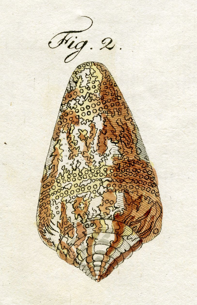 कॉनस एमिरालिस का चित्रण (उप-प्रजातियां सीडोनुल्ली), 1790 (हाथ के रंग का उत्कीर्णन) द्वारा जैकब जेवियर श्मुज़र