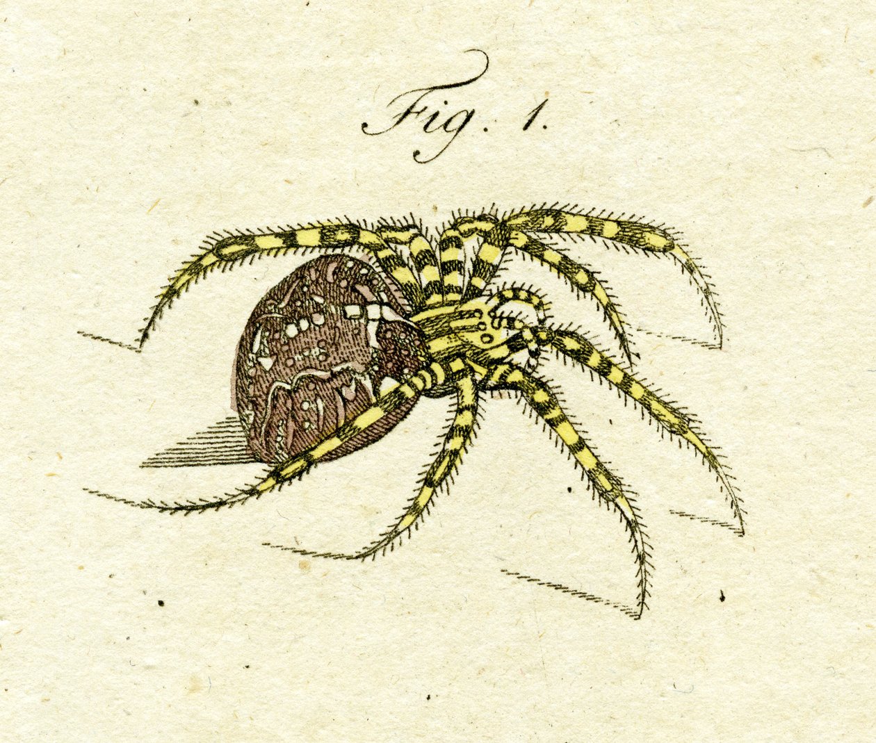 एक मकड़ी का चित्रण, 1790 (हाथ के रंग का उत्कीर्णन) द्वारा जैकब जेवियर श्मुज़र