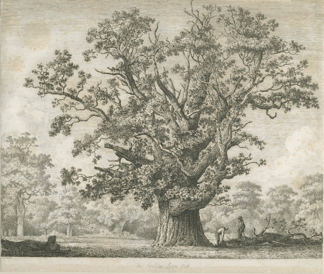 नीडवुड - स्विल्कर ओक: नक़्क़ाशी, एनडी [सी 1820-1850] द्वारा जैकब जॉर्ज स्ट्रैट