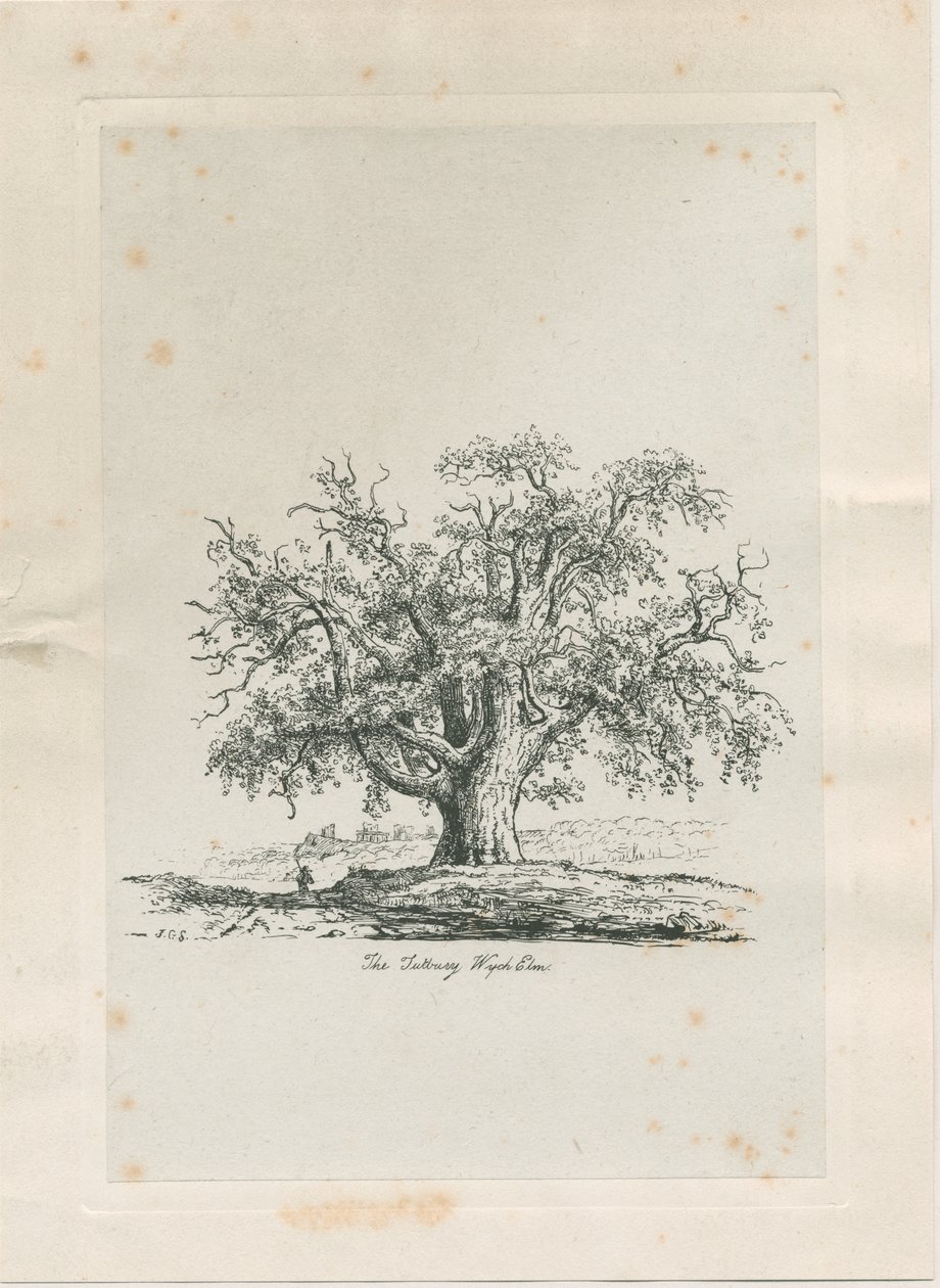 टटबरी - "विच एल्म": उत्कीर्णन, एनडी [सी 1820] द्वारा जैकब जॉर्ज स्ट्रैट