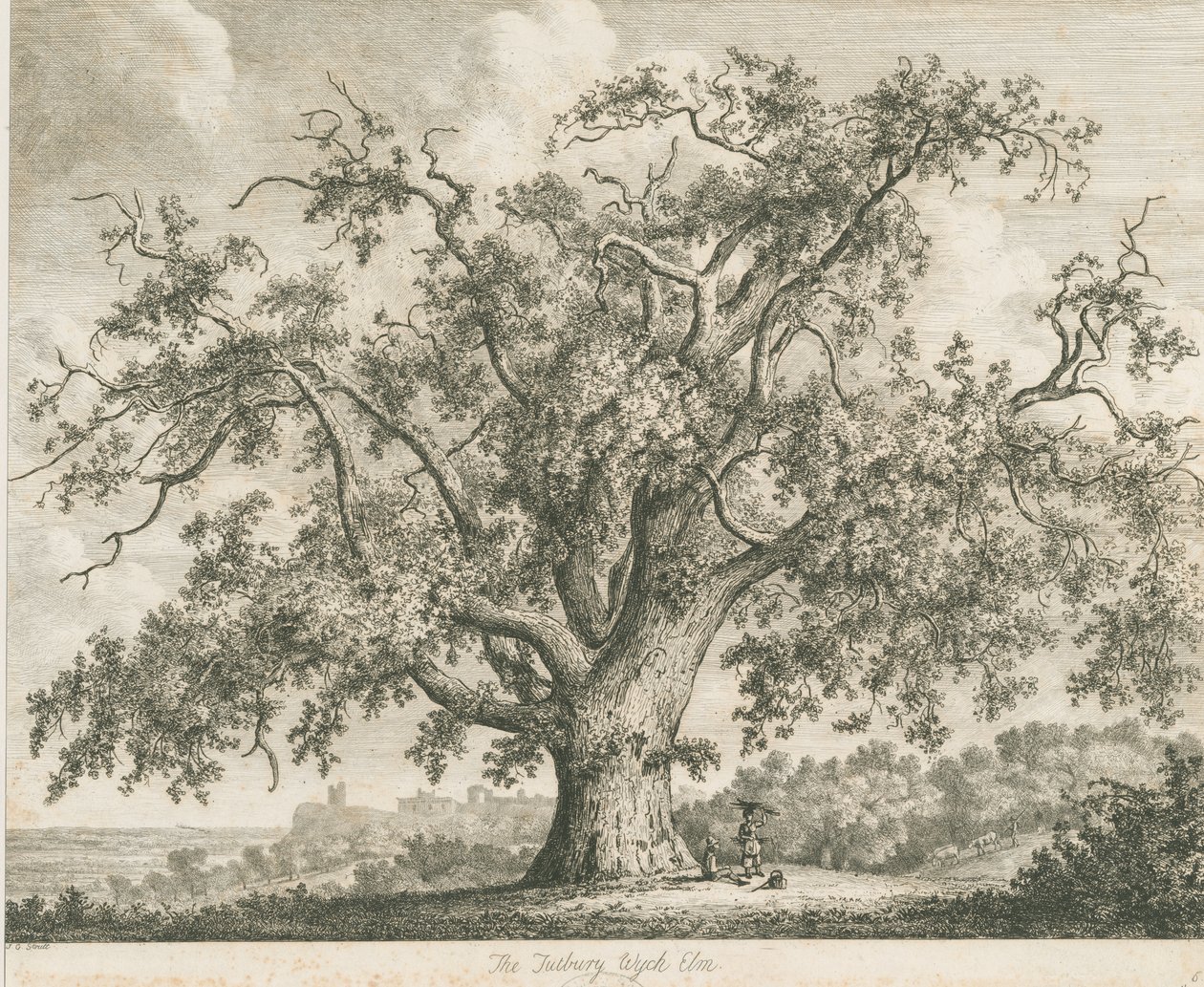 टटबरी - "विच एल्म": नक़्क़ाशी, एनडी [सी 1820] द्वारा जैकब जॉर्ज स्ट्रैट