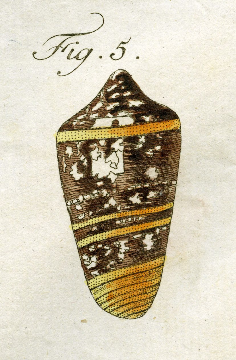कॉनस एमिरालिस का चित्रण (उप-प्रजाति सूमस), 1790 (हाथ के रंग का उत्कीर्णन) द्वारा जैकब जेवियर श्मुज़र
