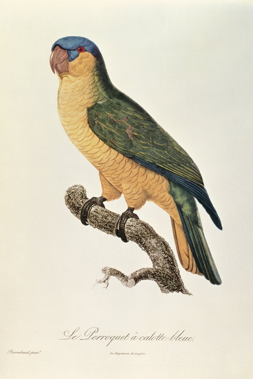 जाक बरबंड द्वारा ब्लू-कैप्ड तोता (1767-1809) द्वारा जाक बरबंड