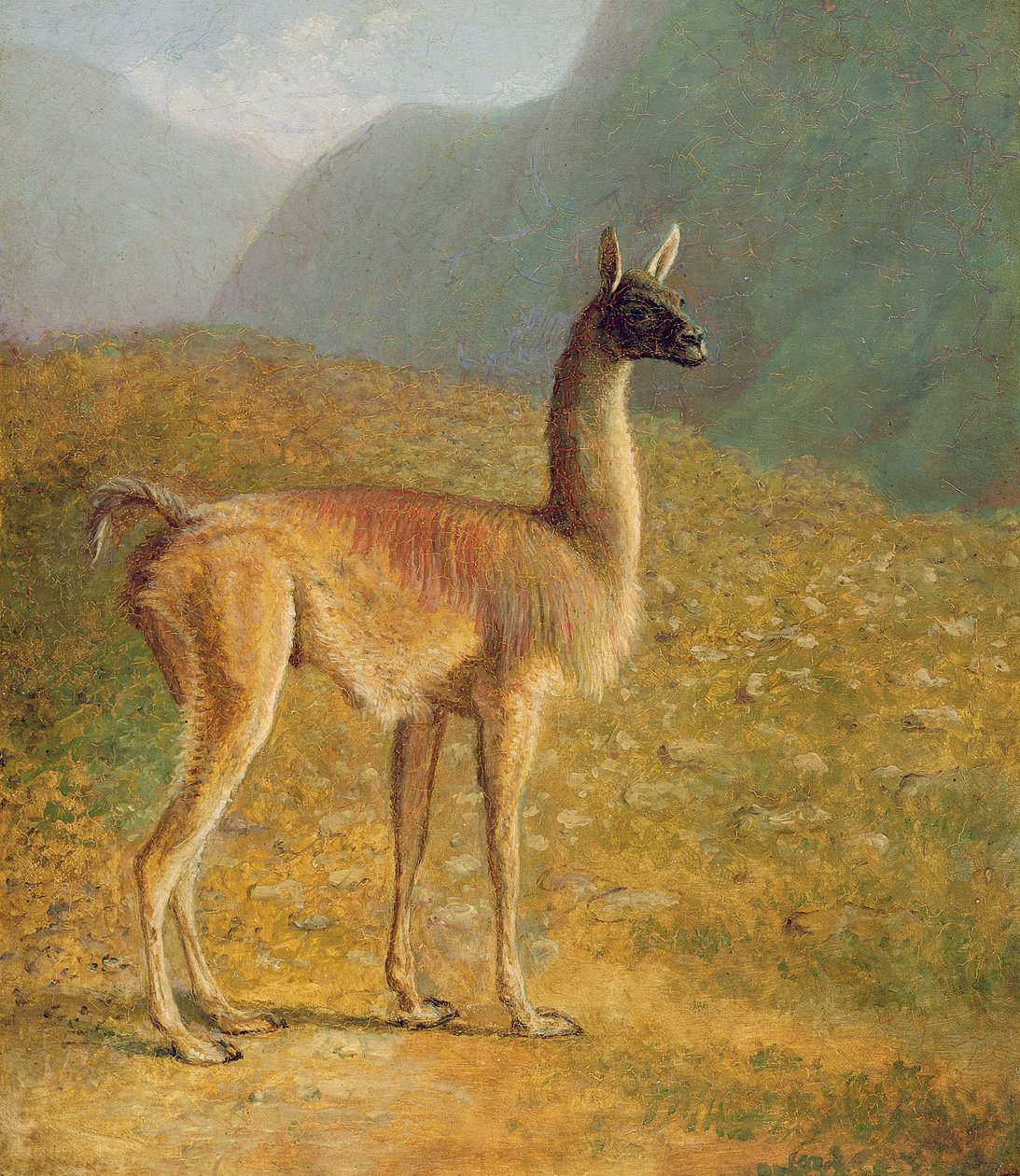 गुआनाको, c.1848 द्वारा जैक्स लॉरेंट अगासे