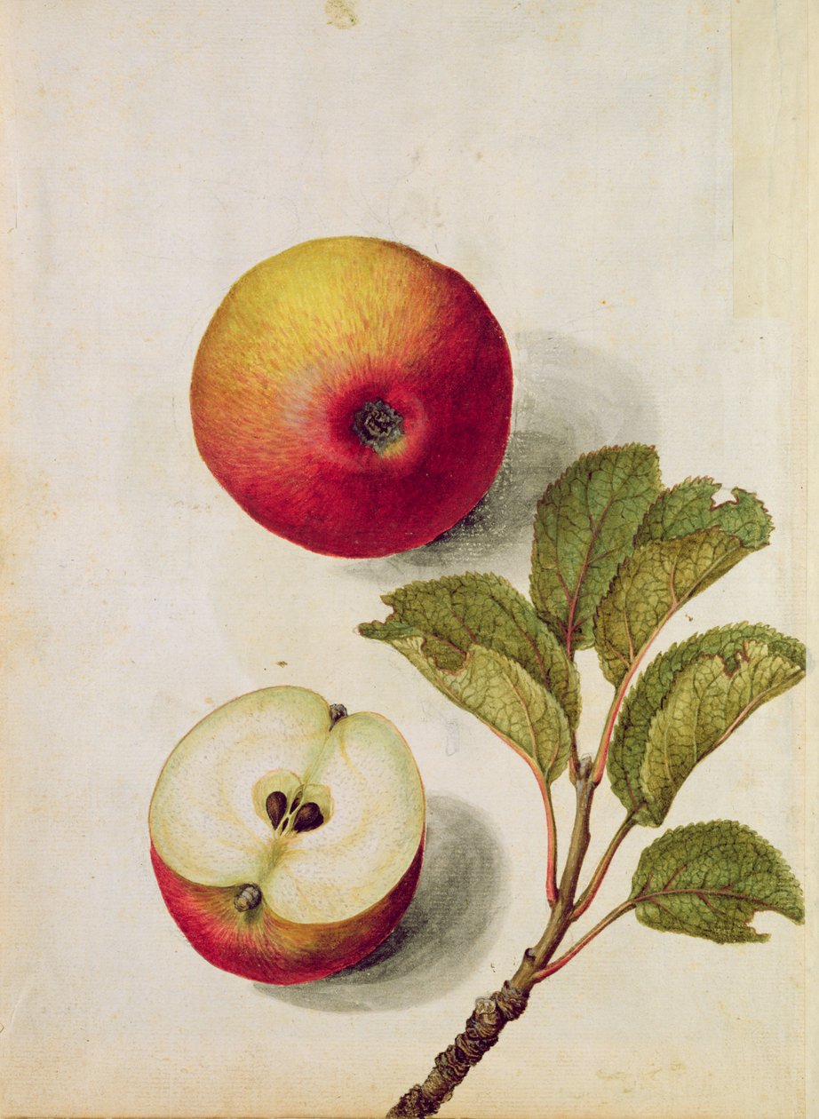 Apple: पाइरस मलुस, c.1568, द्वारा जैक्स ले मोयने