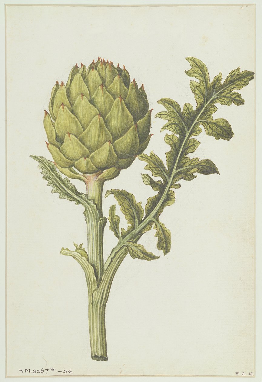 आटिचोक: सिनारा स्कोलिमस, c.1568 द्वारा जैक्स ले मोयने