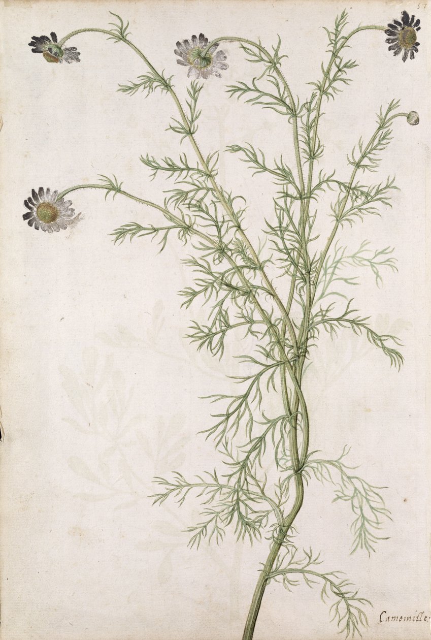 कैमोमाइल महान Allioni, c.1568 द्वारा जैक्स ले मोयने